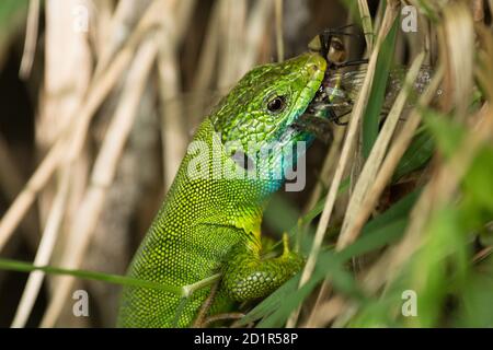 Nahaufnahme der Western Green Lizard (Lacerta bilineata), die ein Insekt frisst. Kroatien, Europa Stockfoto