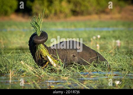 Elefant, der Gras frisst, während er im Wasser im Chobe River steht In Botswana Stockfoto