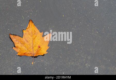 Helles Herbst Ahornblatt in der Pfütze Stockfoto