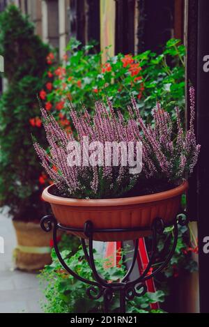 Blumen auf der Straße. Altstadt in Warschau, Polen Stockfoto