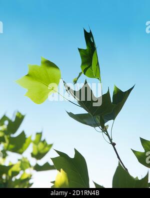 Liriodendron tulipifera - bekannt als Tulpenbaum Stockfoto