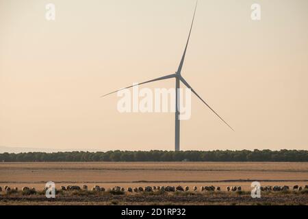 rebaño de ovejas en el parque eólico de La Muela, Zaraoza, Aragón, Spanien, Europa Stockfoto