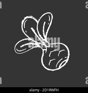 Kohlrabi Kreide weißes Symbol auf schwarzem Hintergrund Stock Vektor