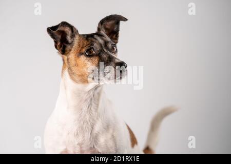 Braun, schwarz und weiß Jack Russell Terrier posiert in Weidenkorb, Halbkörper, isoliert auf weißem Hintergrund, mit Kopierraum Stockfoto