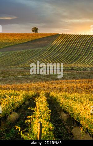 Chianti Region, Zypressen und Weinberge, Herbstlandschaft,Toskana Stockfoto