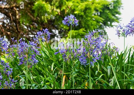 Schöne blühende lila Agapanthus aka afrikanische Lilie Stockfoto