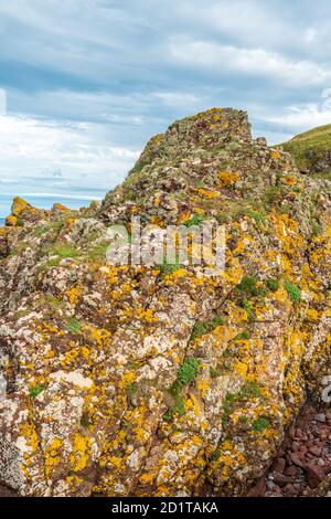 St Abbs, Großbritannien - 07. August 2020: Küstenlinie in der Nähe von St Abbs Head, Berwickshire, Scottish Borders, Schottland Stockfoto