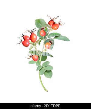 Zweig der Hunderose mit roten reifen Beeren. Zweig der Hagebutte (Eglantine, Briar, Brier). Isoliert auf weißem Hintergrund Stockfoto