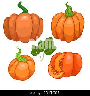 Satz von Farbe Cartoon verschiedene Kürbisse mit Laub. Herbsternte. Leckereien für Thanksgiving Objekte sind vom Hintergrund getrennt. Vektorobjekte Stock Vektor