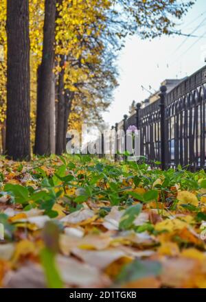 Gefallenes trockenes Laub auf dem Asphaltweg des Herbstparks. Low-Angle-Ansicht, selektiver Fokus. Stockfoto