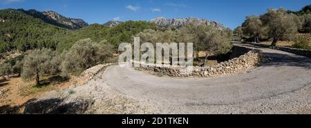 olivar de Pastoritx, Valldemossa, Mallorca, Balearen, Spanien Stockfoto