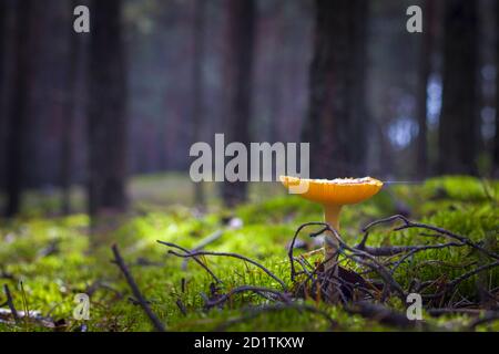 Der Lamellarpilz wächst im Moos-Kiefernwald. Schöne Jahreszeit Pflanze wächst in der Natur Stockfoto