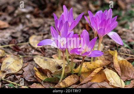 Colchicum purple wächst im Garten. Blühender violetter Colchicum auf einem Hintergrund herbstlicher Blätter. Nahaufnahme. Stockfoto
