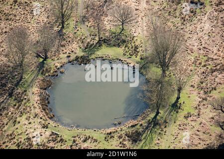 Hirsche im Teich in der Nähe der White Ash Lodge, Richmond Park, London, Großbritannien. Luftaufnahme. Stockfoto