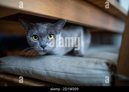 Eine grau blau reinrassige burma versteckt auf einem Stuhl unter einem Tisch, häusliche Umgebung. Die Katze schaut in die Kamera. Mit Kopierbereich. Stockfoto