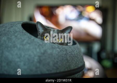 Eine grau blau reinrassige burmese spielen verstecken und suchen in einem runden Katze Bettmöbel. Die neugierige Katze ist im Wohnzimmer mit einem tv entsetzt im Rücken Stockfoto