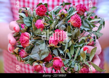 Eine Frau hält nach der Hochzeit einen Strauß getrockneter Blumen. Rote Rose weibliche Palmen, wenn die Romantik endete, Nahaufnahme. Stockfoto