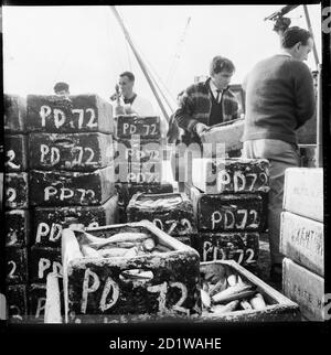 Great Yarmouth, Norfolk. Kisten von neu landeten Fischen auf einem Kai in Great Yarmouth. Stockfoto