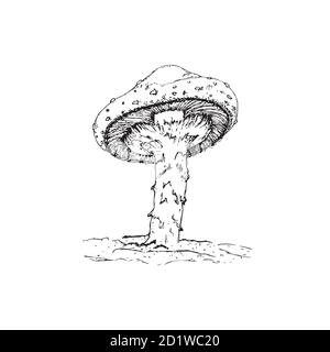 Abbildung. Amanita-Pilz. Giftiger Zehenhocker fliegen agarisch. Handgezeichneter Doodle. Zeichentrickskizze. Dekoration für Grußkarten, Plakate, Embleme Stock Vektor