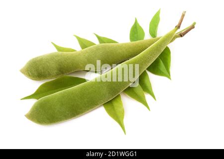 Glyzinien-Schoten und Ast mit Blättern isoliert auf weiß Stockfoto