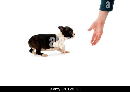 Boston Terrier Dog, Hand of Woman und Pup vor weißem Hintergrund Stockfoto