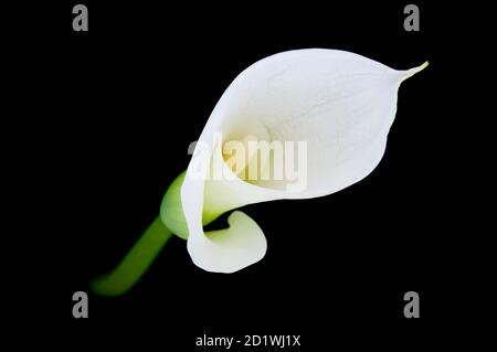 Calla Lilie oder Zantedeschia auf schwarzem Hintergrund Stockfoto