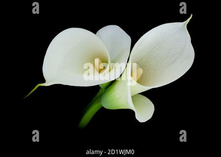 Calla Lilie oder Zantedeschia auf schwarzem Hintergrund Stockfoto