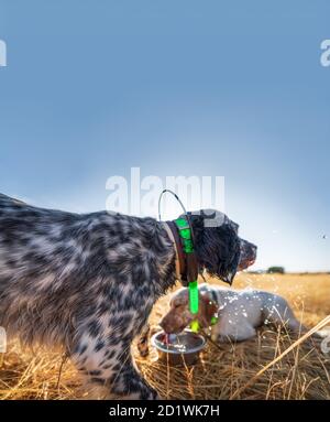 Pointer Stammbaum Hunde Trinkwasser nach dem Training Stockfoto