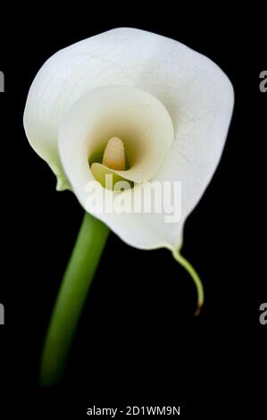 Calla Lilie oder Zantedeschia auf schwarzem Hintergrund Stockfoto