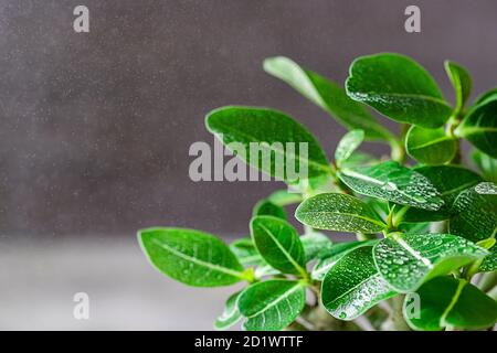 Zimmerpflanze adenium arabicum, Nahaufnahme der Blätter mit Wassertropfen. Stockfoto