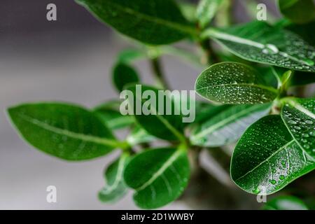 Zimmerpflanze adenium arabicum, Nahaufnahme der Blätter mit Wassertropfen. Stockfoto