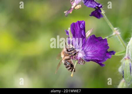 Biene - APIs mellifera - bestäubt Geranium phaeum „ Lilly Lovell“, den düsteren Kranichschnabel, trauernde Witwe oder schwarze Witwe Stockfoto