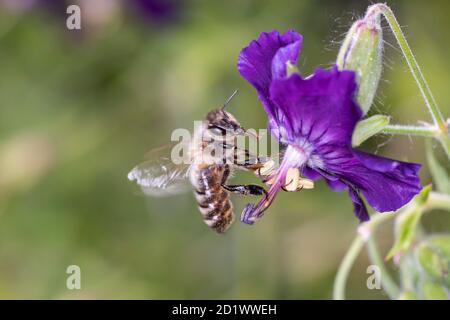 Biene - APIs mellifera - bestäubt Geranium phaeum „ Lilly Lovell“, den düsteren Kranichschnabel, trauernde Witwe oder schwarze Witwe Stockfoto