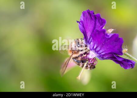 Biene - APIs mellifera - bestäubt Geranium phaeum „ Lilly Lovell“, den düsteren Kranichschnabel, trauernde Witwe oder schwarze Witwe Stockfoto