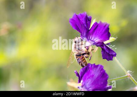 Biene - APIs mellifera - bestäubt Geranium phaeum „ Lilly Lovell“, den düsteren Kranichschnabel, trauernde Witwe oder schwarze Witwe Stockfoto