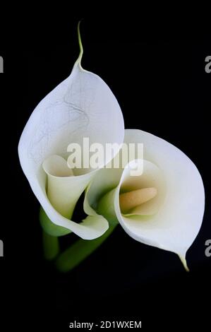 Calla Lilie oder Zantedeschia auf schwarzem Hintergrund Stockfoto