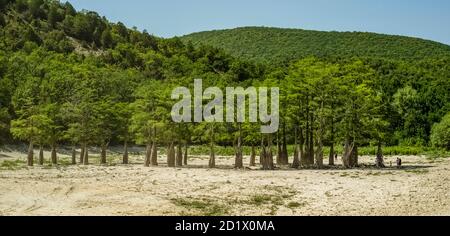 See Cypress in Sukko. Sehenswürdigkeiten von Anapa. Grüner See. Die Natur Russlands. Ein trockener See. Veränderung des Klimas. Stockfoto