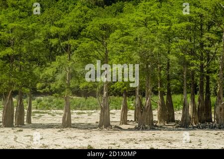 See Cypress in Sukko. Sehenswürdigkeiten von Anapa. Grüner See. Die Natur Russlands. Ein trockener See. Veränderung des Klimas. Stockfoto