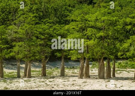 See Cypress in Sukko. Sehenswürdigkeiten von Anapa. Grüner See. Die Natur Russlands. Ein trockener See. Veränderung des Klimas. Stockfoto