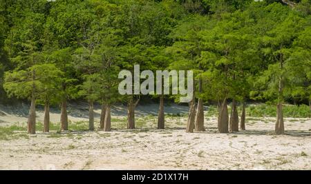 See Cypress in Sukko. Sehenswürdigkeiten von Anapa. Grüner See. Die Natur Russlands. Ein trockener See. Veränderung des Klimas. Stockfoto