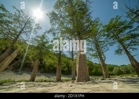 See Cypress in Sukko. Sehenswürdigkeiten von Anapa. Grüner See. Die Natur Russlands. Ein trockener See. Veränderung des Klimas. Stockfoto