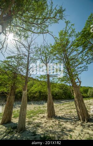 See Cypress in Sukko. Sehenswürdigkeiten von Anapa. Grüner See. Die Natur Russlands. Ein trockener See. Veränderung des Klimas. Stockfoto