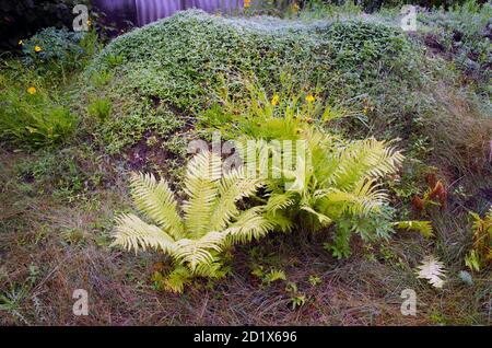 Farne im Wald. Schöner Hintergrund von Farnen grünen Laub Blätter. Dichte Dickichte von schön wachsenden Farnen im Wald. Stockfoto