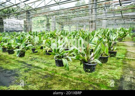 Orchideenfarm mit Orchideenblumentopf, der auf der Farm hängt Dach in der Gärtnerei Stockfoto