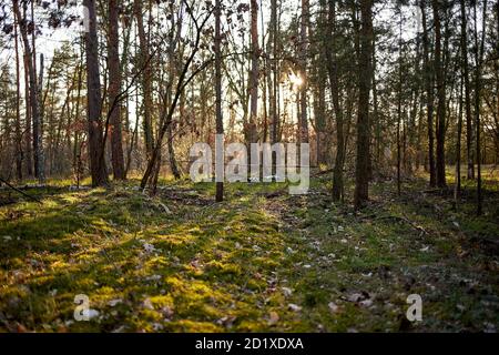 Tannen und Kiefern in einem Wald während der Dämmerung mit Lichtstreifen Stockfoto
