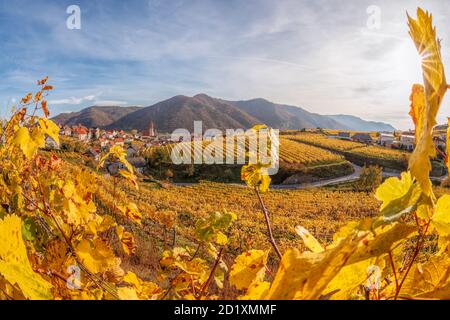 Berühmte Weissenkirchen Dorf mit Herbst Weinberge in Wachau Tal, Österreich Stockfoto