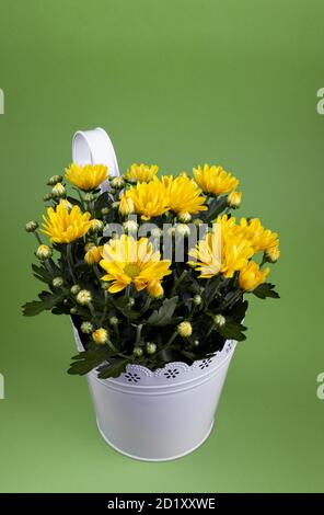 Bouquet von gelben Chrysanthemen in einem Topf isoliert auf einem gelben Hintergrund. Postkarte mit Ort für Text. Herbstblumen, Blumenbot Nahaufnahme. Wachsen Sie ein Stockfoto