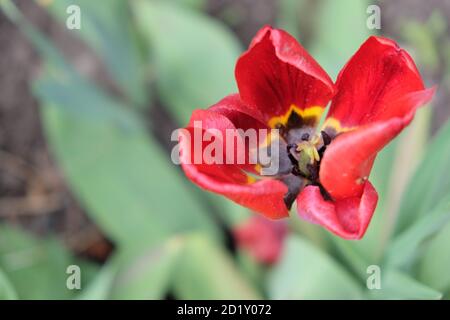 Eine verwelkte rote Tulpe Nahaufnahme. Zerzauste rote Blume. Stockfoto