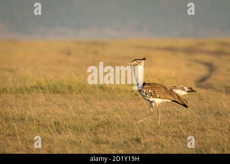 Kori bustard Wandern in Grasebenen von Masai Mara in Kenia Stockfoto