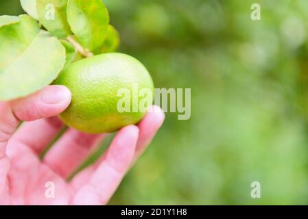 Grüne Limetten auf einem Baum / frische Limette Zitrusfrüchte im Garten Bauernhof mit Natur grün Unschärfe Hintergrund Stockfoto